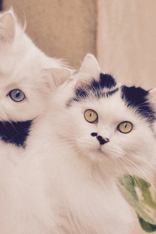 Обои усы, кошка, взгляд, котенок, коты, кошки, мордочки, mustache, cat, look, kitty, cats, faces разрешение 2200x1950 Загрузить