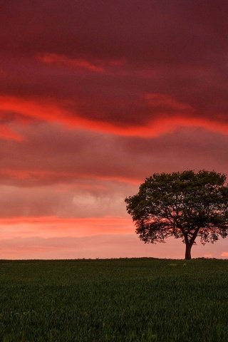 Обои небо, облака, дерево, закат, поле, горизонт, зарево, the sky, clouds, tree, sunset, field, horizon, glow разрешение 2048x1222 Загрузить