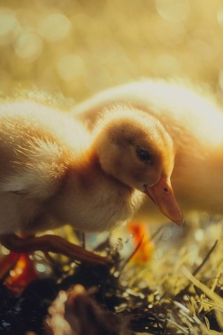 Обои трава, утенок, природа, птицы, утята, утки, птенцы, солнечно, боке, grass, nature, birds, ducklings, duck, chicks, sunny, bokeh разрешение 5472x3078 Загрузить