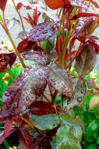 Обои листья, капли, капли воды, после дождя, leaves, drops, water drops, after the rain разрешение 2448x3264 Загрузить