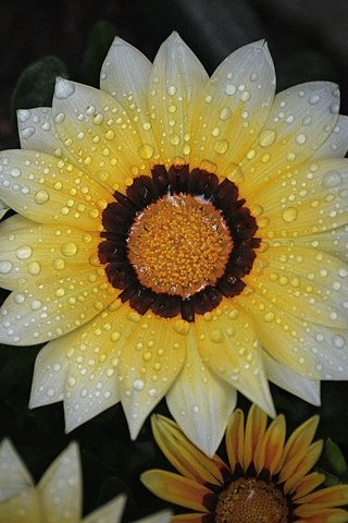 Обои цветы, макро, капли, лепестки, черный фон, газания, flowers, macro, drops, petals, black background, gazania разрешение 6000x4000 Загрузить