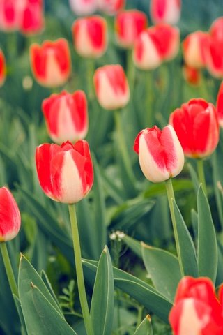 Обои цветы, бутоны, листья, лепестки, весна, тюльпаны, стебли, flowers, buds, leaves, petals, spring, tulips, stems разрешение 5616x3744 Загрузить