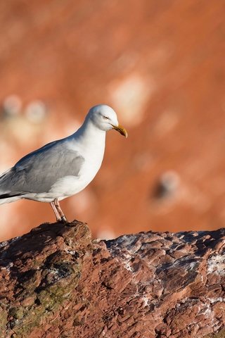 Обои скала, размытость, чайка, камень, птица, клюв, rock, blur, seagull, stone, bird, beak разрешение 2048x1293 Загрузить