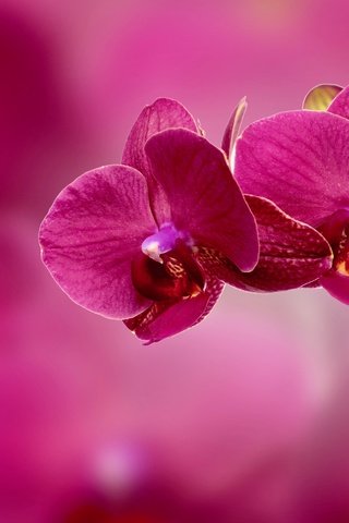 Обои ветка, фон, цветок, лепестки, розовый, орхидея, соцветие, branch, background, flower, petals, pink, orchid, inflorescence разрешение 4409x3264 Загрузить