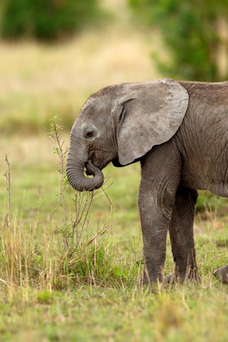 Обои пейзаж, слон, животное, слоненок, landscape, elephant, animal разрешение 4800x3200 Загрузить