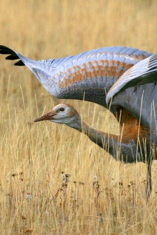 Обои трава, поле, крылья, птица, взмах, журавль, grass, field, wings, bird, stroke, crane разрешение 1920x1080 Загрузить