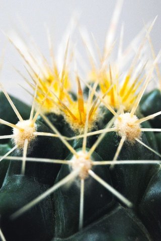 Обои макро, цветок, колючки, шипы, кактус, macro, flower, barb, spikes, cactus разрешение 3809x2550 Загрузить