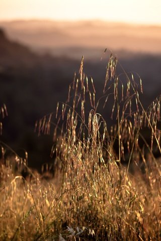 Обои трава, закат, поле, колоски, grass, sunset, field, spikelets разрешение 3840x2160 Загрузить