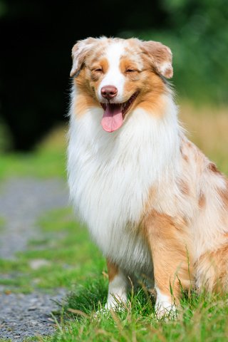 Обои трава, собака, тропинка, язык, австралийская овчарка, аусси, grass, dog, path, language, australian shepherd, aussie разрешение 2880x1800 Загрузить