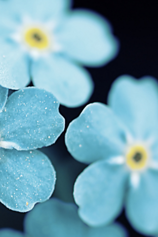 Обои цветы, макро, лепестки, незабудки, голубые цветы, flowers, macro, petals, forget-me-nots, blue flowers разрешение 1920x1200 Загрузить