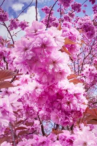 Обои небо, цветы, облака, цветение, ветки, весна, вишня, сакура, the sky, flowers, clouds, flowering, branches, spring, cherry, sakura разрешение 4000x2667 Загрузить