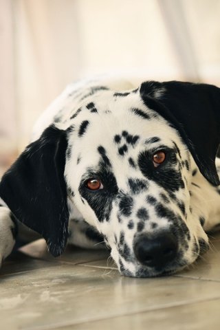 Обои морда, взгляд, собака, далматин, на полу, face, look, dog, dalmatian, on the floor разрешение 4000x2667 Загрузить