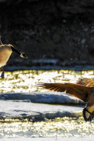 Обои полет, крылья, птицы, гусь, гуси, приземление, flight, wings, birds, goose, geese, landing разрешение 2779x1853 Загрузить