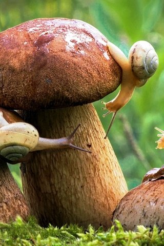 Обои осень, грибы, улитки, autumn, mushrooms, snails разрешение 1920x1080 Загрузить