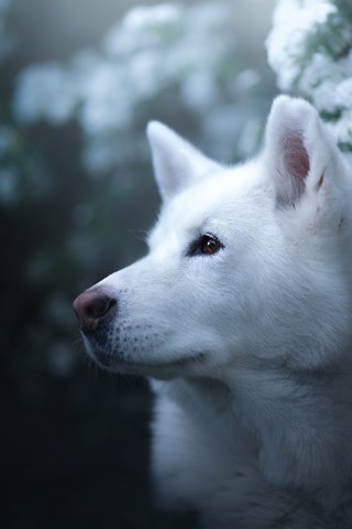 Обои морда, портрет, взгляд, собака, хаски, цветки, боке, face, portrait, look, dog, husky, flowers, bokeh разрешение 2048x1365 Загрузить