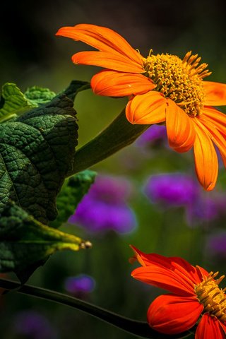 Обои цветы, листья, лепестки, боке, титония, flowers, leaves, petals, bokeh, titania разрешение 2112x1188 Загрузить