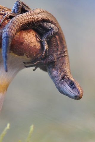 Обои природа, макро, поза, взгляд, ящерица, гриб, nature, macro, pose, look, lizard, mushroom разрешение 2112x1188 Загрузить