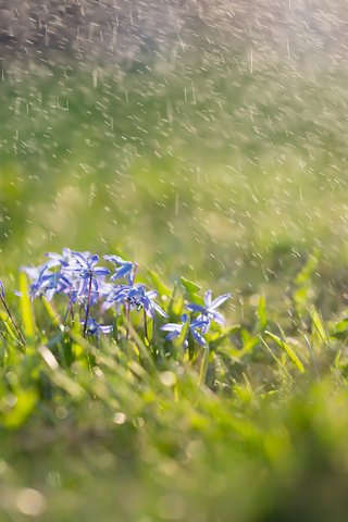 Обои цветы, трава, брызги, весна, пролески, сциллы, flowers, grass, squirt, spring, scilla, scylla разрешение 2304x1536 Загрузить