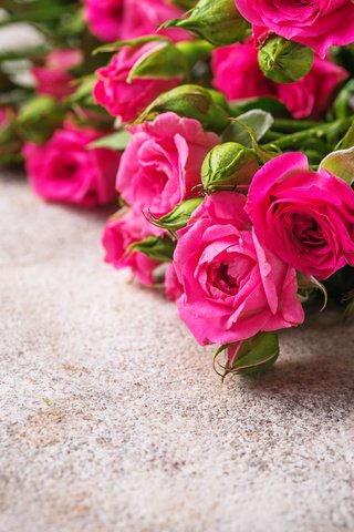 Обои цветы, бутоны, розы, лепестки, букет, розовые, flowers, buds, roses, petals, bouquet, pink разрешение 6016x4016 Загрузить