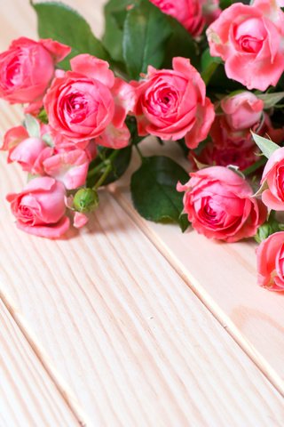 Обои розы, букет, розовые, roses, bouquet, pink разрешение 5472x3648 Загрузить