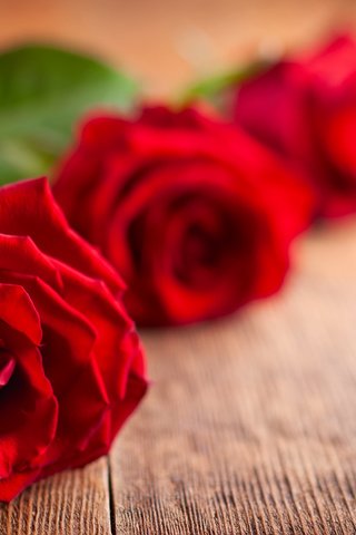 Обои цветы, бутоны, розы, лепестки, flowers, buds, roses, petals разрешение 6203x3637 Загрузить