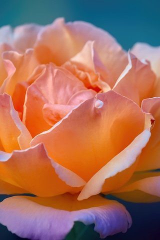 Обои цветок, роза, лепестки, flower, rose, petals разрешение 5184x3456 Загрузить