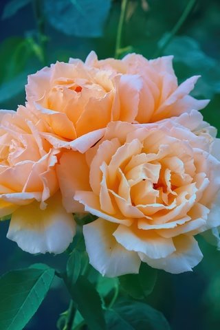 Обои цветы, розы, оранжевые, flowers, roses, orange разрешение 5184x3456 Загрузить