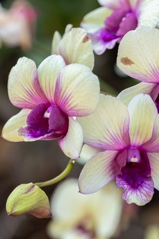 Обои цветы, растения, лепестки, ветвь, орхидеи, flowers, plants, petals, branch, orchids разрешение 5472x3648 Загрузить