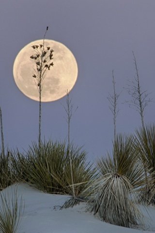 Обои пустыня, луна, сша, нью-мексико, белый песок, white sands national monume, desert, the moon, usa, new mexico, white sand разрешение 2047x1497 Загрузить