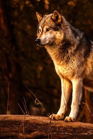 Обои хищник, животное, волк, живая природа, predator, animal, wolf, wildlife разрешение 1920x1080 Загрузить