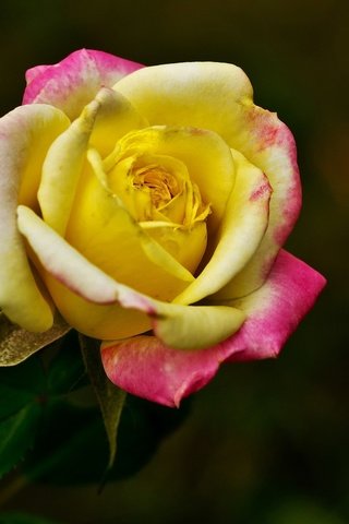 Обои макро, роза, бутон, темный фон, яркая, macro, rose, bud, the dark background, bright разрешение 2048x1152 Загрузить
