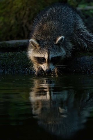 Обои берег, отражение, водоем, бревно, енот, shore, reflection, pond, log, raccoon разрешение 2000x1334 Загрузить