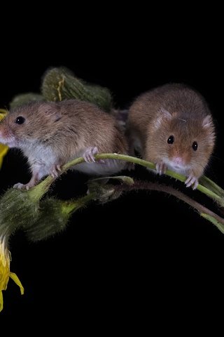 Обои цветы, парочка, черный фон, мышь, мыши, полевка, мышки, мышь-малютка, flowers, a couple, black background, mouse, vole, the mouse is tiny разрешение 3683x2455 Загрузить