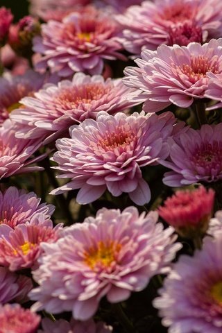 Обои цветы, розовые, куст, много, хризантемы, flowers, pink, bush, a lot, chrysanthemum разрешение 2880x1620 Загрузить
