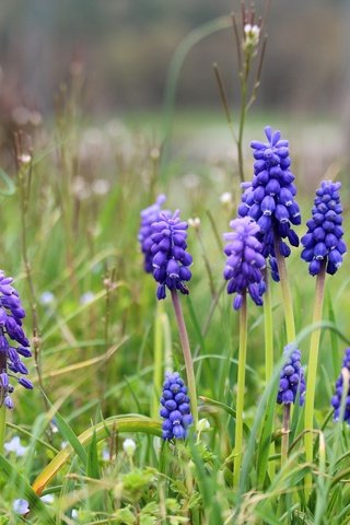 Обои цветы, весна, мускари, мышиный гиацинт, flowers, spring, muscari, hyacinth mouse разрешение 5184x3456 Загрузить