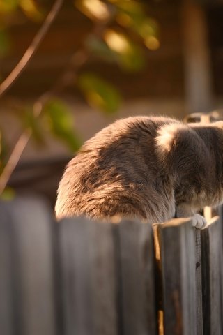 Обои кот, кошка, забор, серый, сидит, cat, the fence, grey, sitting разрешение 3840x2160 Загрузить