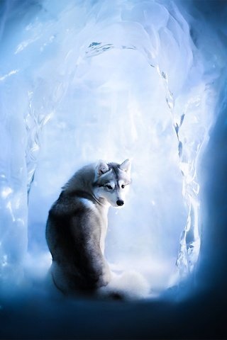 Обои лёд, собака, хаски, скачать, ice, dog, husky, download разрешение 2048x1365 Загрузить