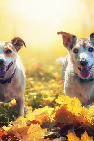 Обои листья, осень, собаки, leaves, autumn, dogs разрешение 3840x2160 Загрузить