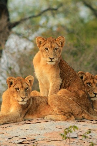 Обои львы, львята, lions, the cubs разрешение 3840x2560 Загрузить