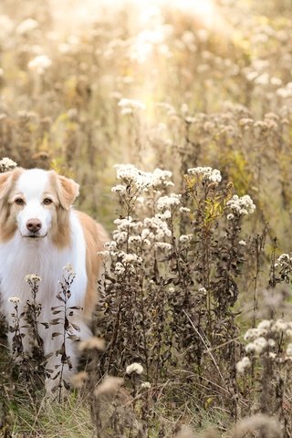 Обои поле, осень, собака, field, autumn, dog разрешение 5120x3373 Загрузить