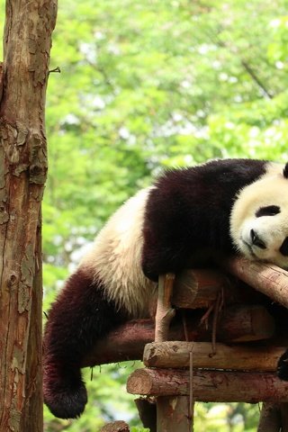 Обои поза, зоопарк, панда, медведь, сон, спит, мишка, отдых, бревна, конструкция, design, pose, zoo, panda, bear, sleep, sleeping, stay, logs разрешение 2880x1920 Загрузить