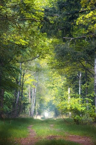 Обои природа, лес, nature, forest разрешение 2048x1263 Загрузить