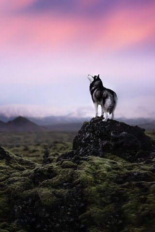 Обои природа, закат, собака, nature, sunset, dog разрешение 2048x1365 Загрузить