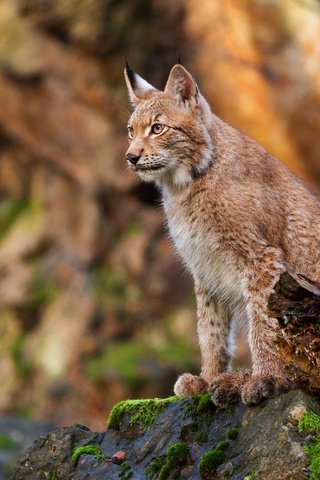 Обои рысь, осень, сидит, камень, бревно, боке, lynx, autumn, sitting, stone, log, bokeh разрешение 4628x3331 Загрузить