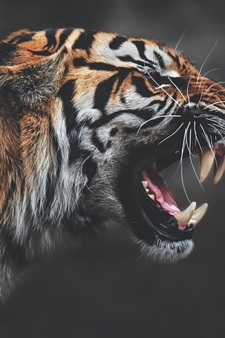 Обои тигр, морда, клыки, профиль, темный фон, пасть, рык, агрессия, tiger, face, fangs, profile, the dark background, mouth, roar, aggression разрешение 2000x1335 Загрузить