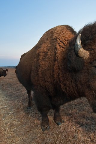 Обои животные, бизоны, animals, buffalo разрешение 2048x1363 Загрузить