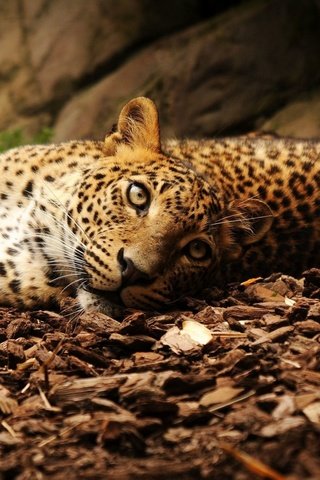 Обои морда, взгляд, большая кошка, ягуар, осенние листья, face, look, big cat, jaguar, autumn leaves разрешение 2240x1400 Загрузить