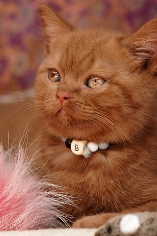 Обои ошейник, цветы, рыжий, кошка, мех, взгляд, котенок, ткань, мордашка, бусы, британский, collar, flowers, red, cat, fur, look, kitty, fabric, face, beads, british разрешение 2880x1920 Загрузить