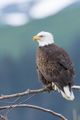 Обои горы, дерево, фон, ветки, птица, белоголовый орлан, mountains, tree, background, branches, bird, bald eagle разрешение 2880x1620 Загрузить