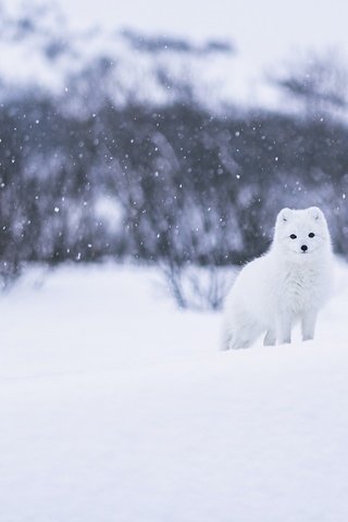 Обои морда, песец, снег, природа, лес, зима, кусты, взгляд, белый, face, fox, snow, nature, forest, winter, the bushes, look, white разрешение 2560x1440 Загрузить